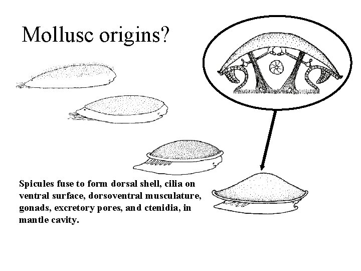 Mollusc origins? Spicules fuse to form dorsal shell, cilia on ventral surface, dorsoventral musculature,