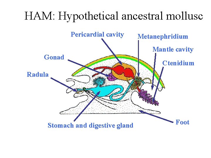 HAM: Hypothetical ancestral mollusc Pericardial cavity Gonad Metanephridium Mantle cavity Ctenidium Radula Stomach and