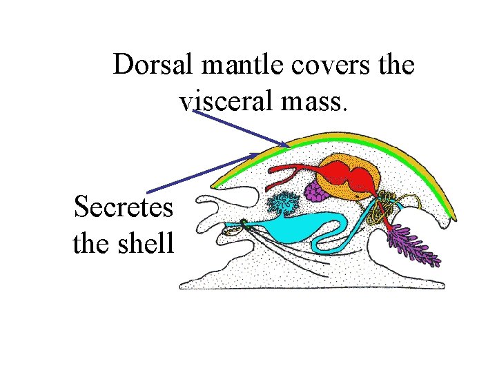 Dorsal mantle covers the visceral mass. Secretes the shell 