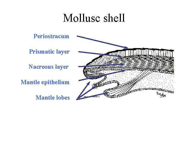 Mollusc shell Periostracum Prismatic layer Nacreous layer Mantle epithelium Mantle lobes 