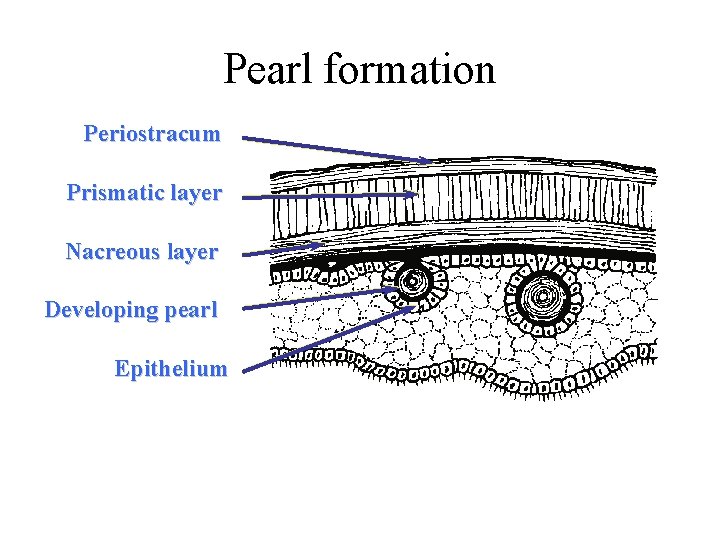 Pearl formation Periostracum Prismatic layer Nacreous layer Developing pearl Epithelium 