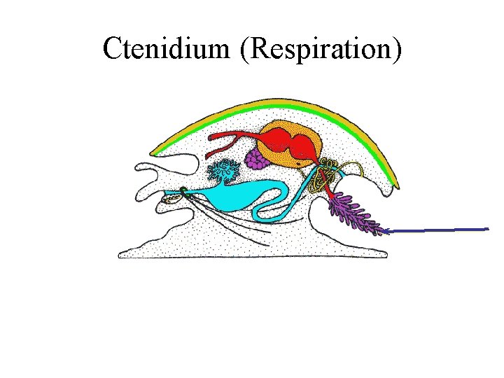 Ctenidium (Respiration) 