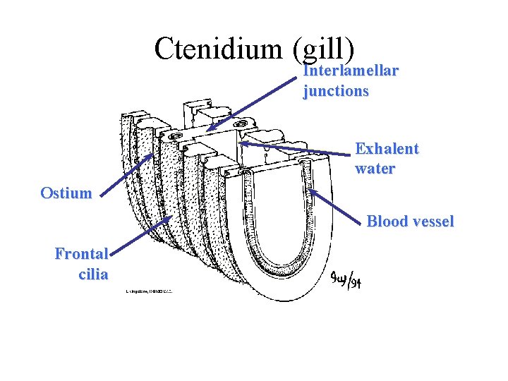 Ctenidium (gill) Interlamellar junctions Exhalent water Ostium Blood vessel Frontal cilia 