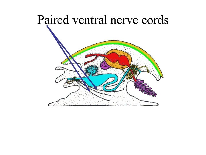 Paired ventral nerve cords 