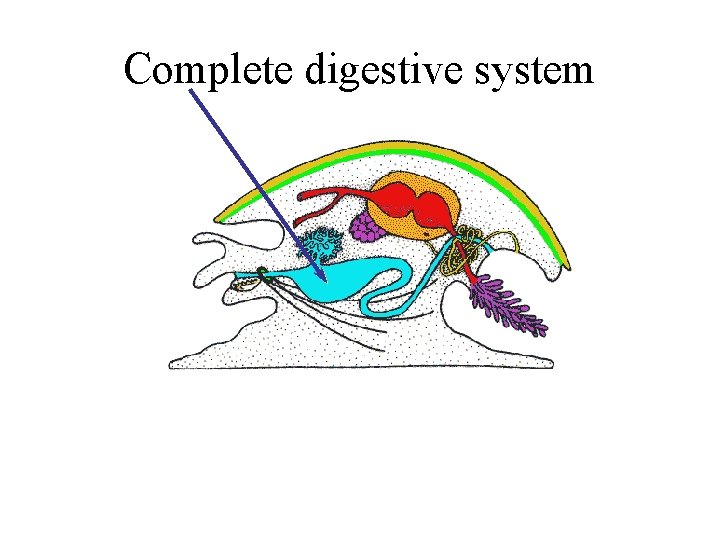 Complete digestive system 