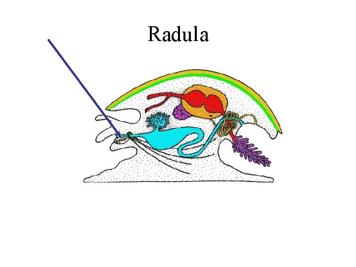 Radula 