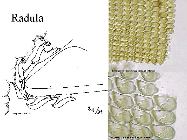 Radula 