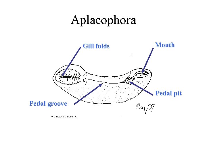 Aplacophora Gill folds Mouth Pedal pit Pedal groove 