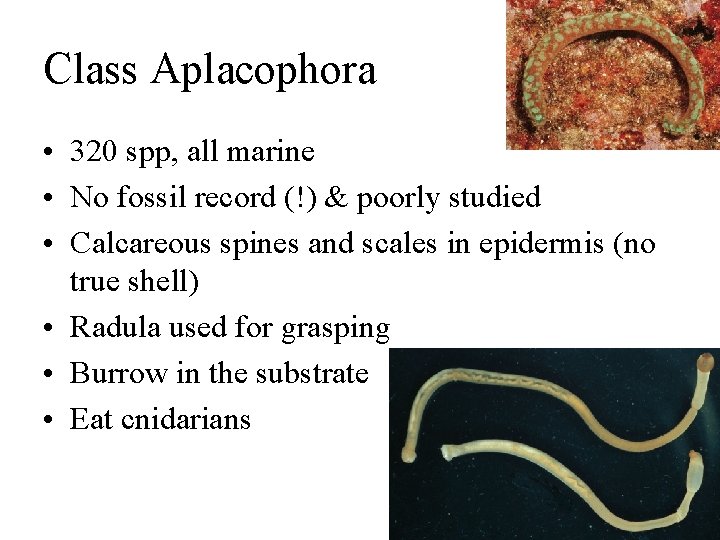 Class Aplacophora • 320 spp, all marine • No fossil record (!) & poorly