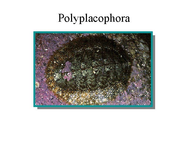 Polyplacophora 