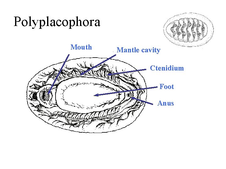 Polyplacophora Mouth Mantle cavity Ctenidium Foot Anus 