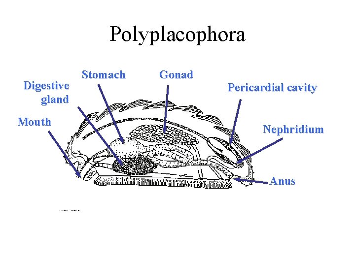 Polyplacophora Digestive gland Mouth Stomach Gonad Pericardial cavity Nephridium Anus 