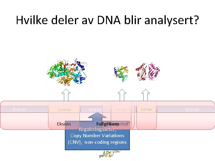 Hvilke deler av DNA blir analysert? Intron Extron Eksom Intron Extron Fullgenom ”Targeted” Reguleringsseter,