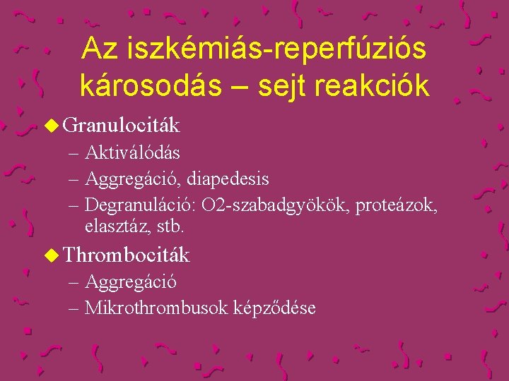 Az iszkémiás-reperfúziós károsodás – sejt reakciók u Granulociták – Aktiválódás – Aggregáció, diapedesis –