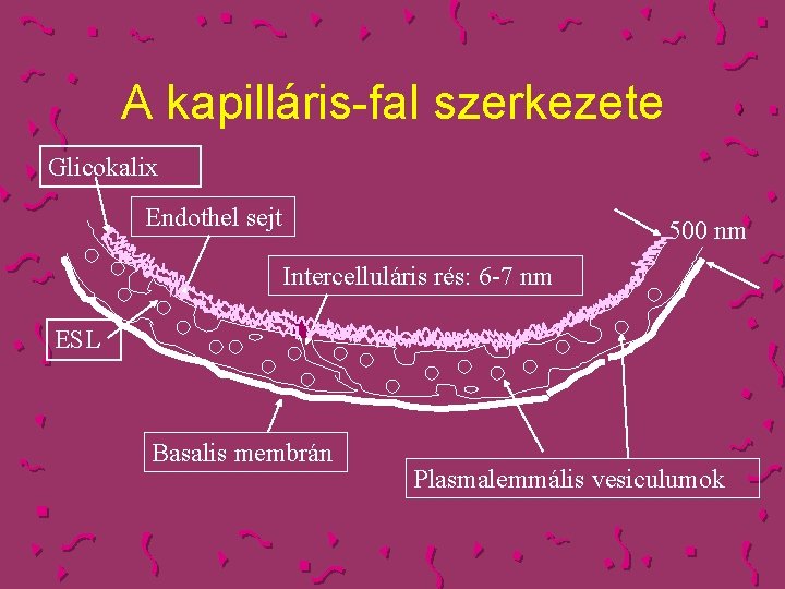 A kapilláris-fal szerkezete Glicokalix Endothel sejt 500 nm Intercelluláris rés: 6 -7 nm ESL