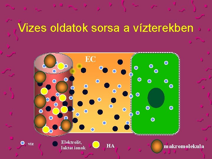 Vizes oldatok sorsa a vízterekben EC víz Elektrolit, laktát ionok HA makromolekula 