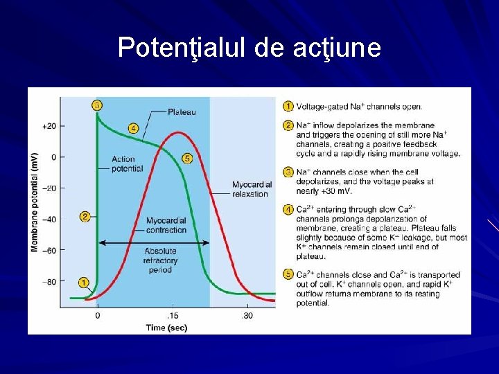 Potenţialul de acţiune 