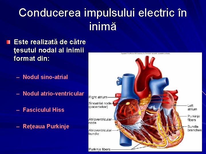 Conducerea impulsului electric în inimă Este realizată de către ţesutul nodal al inimii format