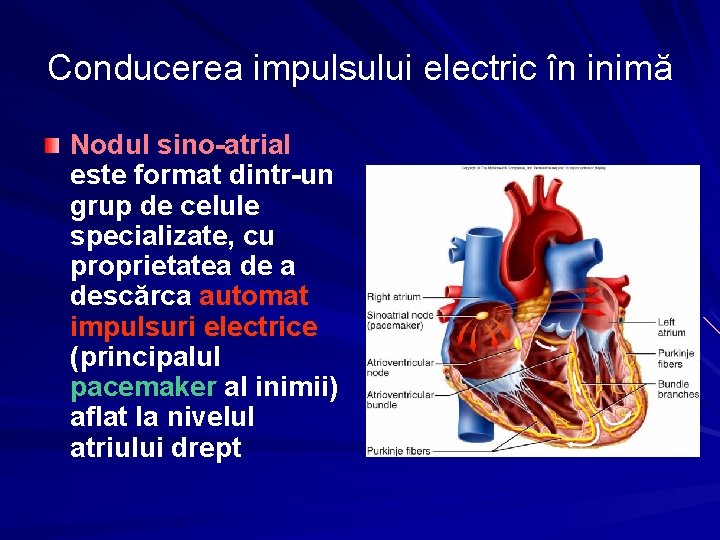 Conducerea impulsului electric în inimă Nodul sino-atrial este format dintr-un grup de celule specializate,