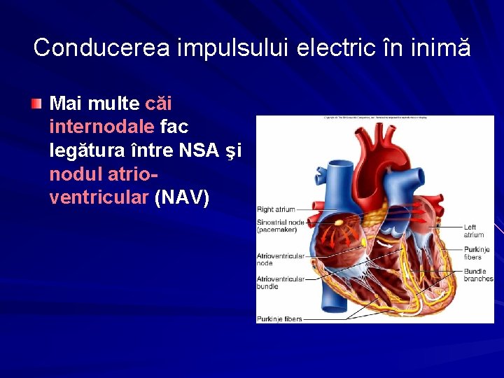 Conducerea impulsului electric în inimă Mai multe căi internodale fac legătura între NSA şi