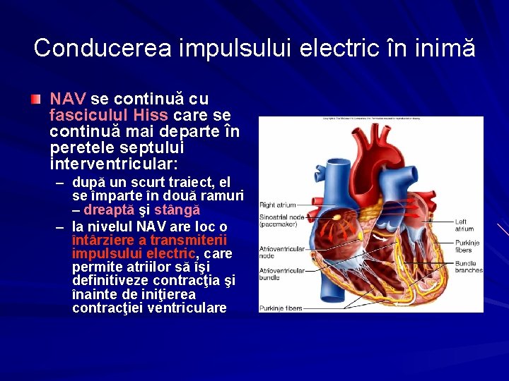 Conducerea impulsului electric în inimă NAV se continuă cu fasciculul Hiss care se continuă