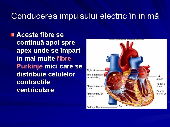 Conducerea impulsului electric în inimă Aceste fibre se continuă apoi spre apex unde se