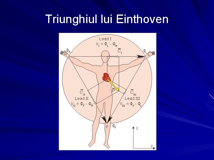 Triunghiul lui Einthoven 