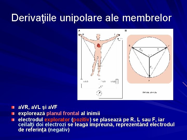 Derivaţiile unipolare ale membrelor a. VR, a. VL şi a. VF explorează planul frontal