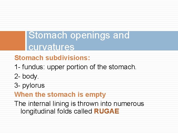 Stomach openings and curvatures Stomach subdivisions: 1 - fundus: upper portion of the stomach.