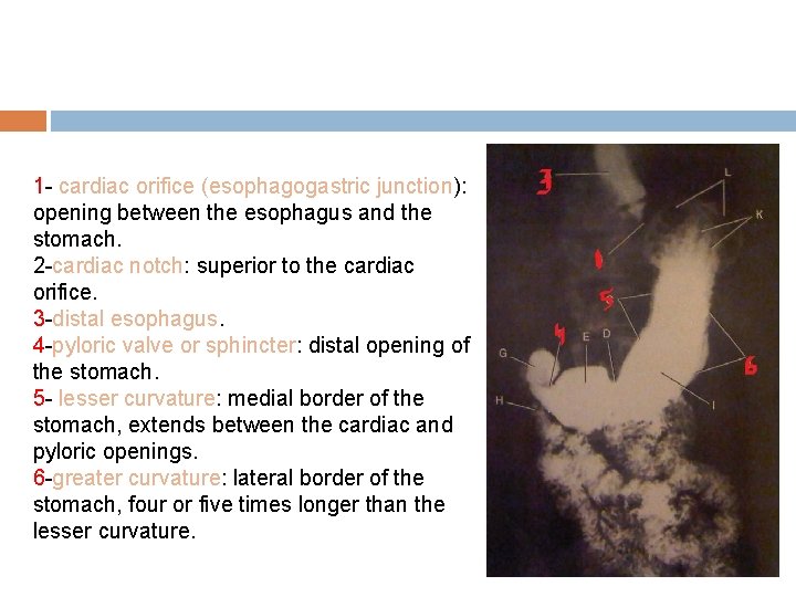 1 - cardiac orifice (esophagogastric junction): opening between the esophagus and the stomach. 2