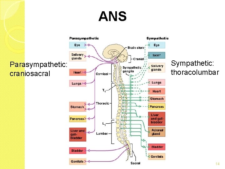 ANS Parasympathetic: craniosacral Sympathetic: thoracolumbar 14 ANS Parasympathetic: craniosacral Sympathetic: thoracolumbar 14