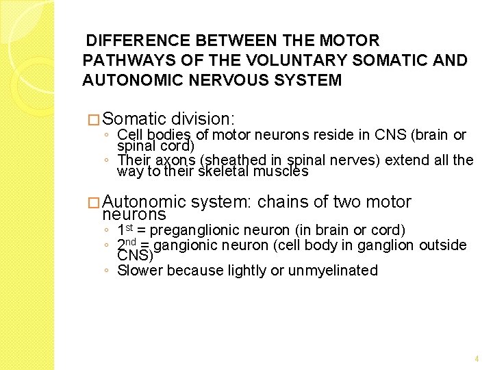 DIFFERENCE BETWEEN THE MOTOR PATHWAYS OF THE VOLUNTARY SOMATIC AND AUTONOMIC NERVOUS SYSTEM � DIFFERENCE BETWEEN THE MOTOR PATHWAYS OF THE VOLUNTARY SOMATIC AND AUTONOMIC NERVOUS SYSTEM �