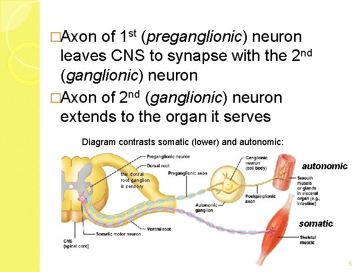 �Axon of 1 st (preganglionic) neuron leaves CNS to synapse with the 2 nd �Axon of 1 st (preganglionic) neuron leaves CNS to synapse with the 2 nd
