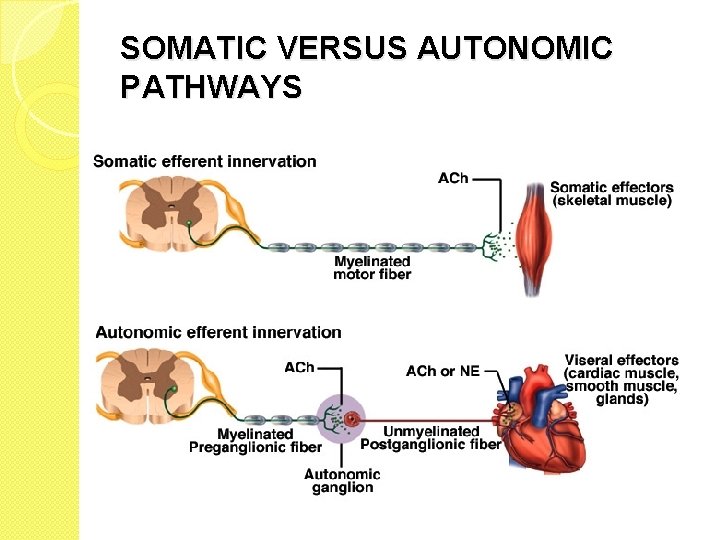 SOMATIC VERSUS AUTONOMIC PATHWAYS SOMATIC VERSUS AUTONOMIC PATHWAYS