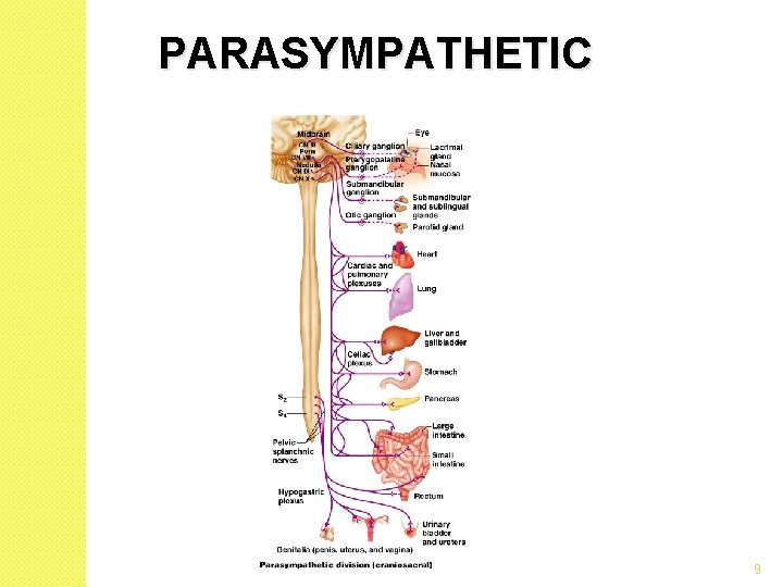 PARASYMPATHETIC 9 PARASYMPATHETIC 9