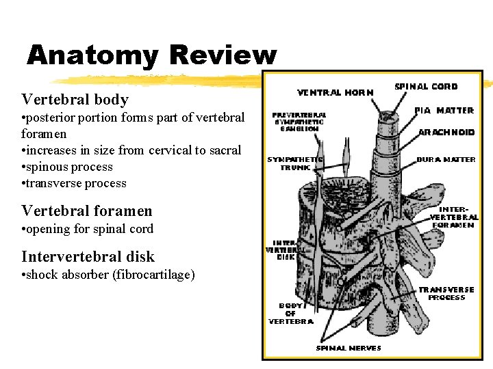 Anatomy Review Vertebral body • posterior portion forms part of vertebral foramen • increases