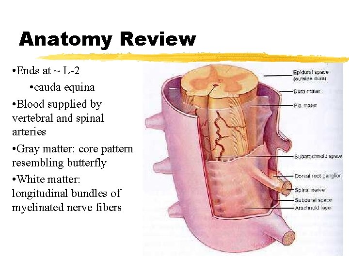 Anatomy Review • Ends at ~ L-2 • cauda equina • Blood supplied by