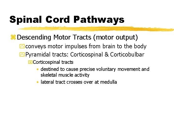 Spinal Cord Pathways z Descending Motor Tracts (motor output) yconveys motor impulses from brain