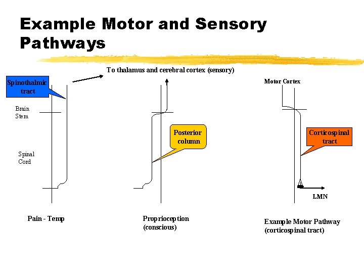 Example Motor and Sensory Pathways To thalamus and cerebral cortex (sensory) Motor Cortex Spinothalmic