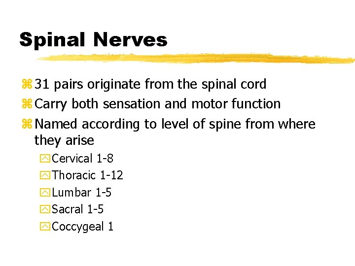 Spinal Nerves z 31 pairs originate from the spinal cord z Carry both sensation