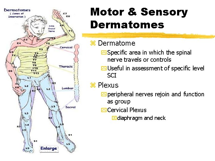 Motor & Sensory Dermatomes z Dermatome y Specific area in which the spinal nerve