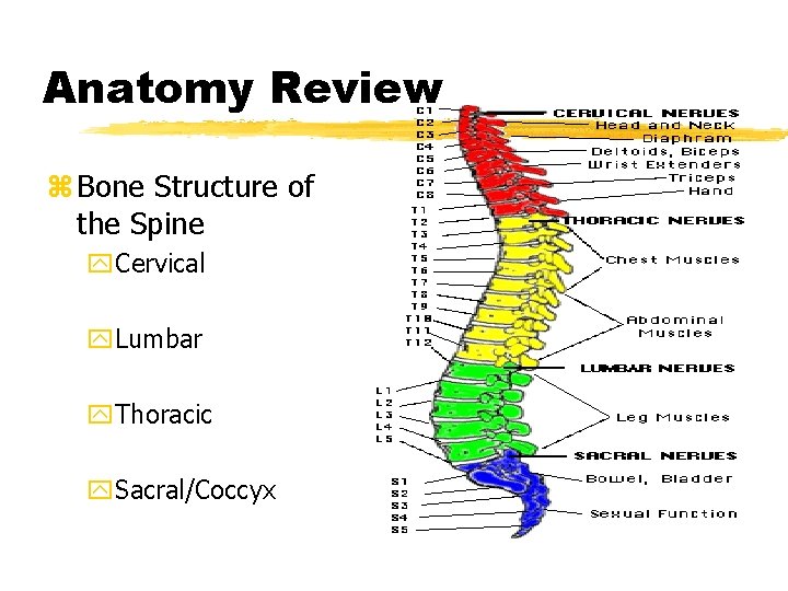 Anatomy Review z Bone Structure of the Spine y. Cervical y. Lumbar y. Thoracic