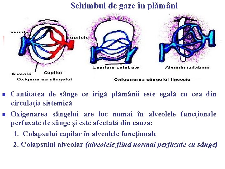 Schimbul de gaze în plămâni n n Cantitatea de sânge ce irigă plămânii este Schimbul de gaze în plămâni n n Cantitatea de sânge ce irigă plămânii este