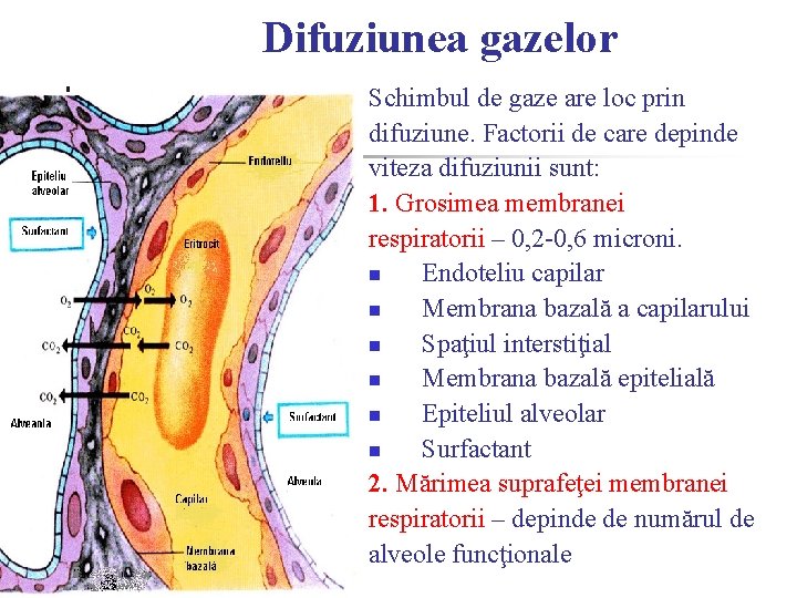 Difuziunea gazelor Schimbul de gaze are loc prin difuziune. Factorii de care depinde viteza Difuziunea gazelor Schimbul de gaze are loc prin difuziune. Factorii de care depinde viteza