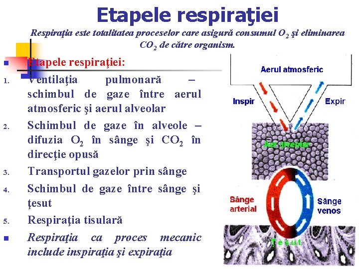 Etapele respiraţiei Respiraţia este totalitatea proceselor care asigură consumul O 2 şi eliminarea CO Etapele respiraţiei Respiraţia este totalitatea proceselor care asigură consumul O 2 şi eliminarea CO