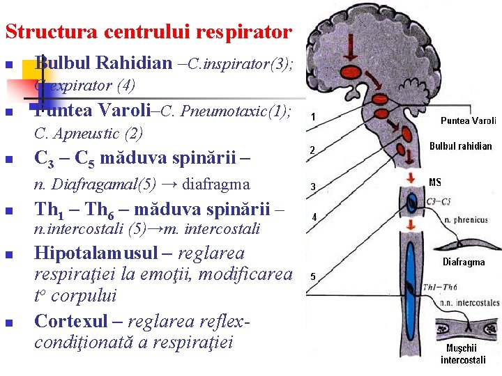 Structura centrului respirator n Bulbul Rahidian –C. inspirator(3); C. expirator (4) n Puntea Varoli–C. Structura centrului respirator n Bulbul Rahidian –C. inspirator(3); C. expirator (4) n Puntea Varoli–C.