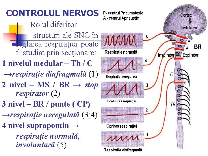 CONTROLUL NERVOS Rolul diferitor structuri ale SNC în reglarea respiraţiei poate fi studiat prin CONTROLUL NERVOS Rolul diferitor structuri ale SNC în reglarea respiraţiei poate fi studiat prin