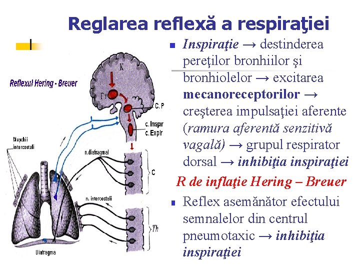 Reglarea reflexă a respiraţiei Inspiraţie → destinderea pereţilor bronhiilor şi bronhiolelor → excitarea mecanoreceptorilor Reglarea reflexă a respiraţiei Inspiraţie → destinderea pereţilor bronhiilor şi bronhiolelor → excitarea mecanoreceptorilor