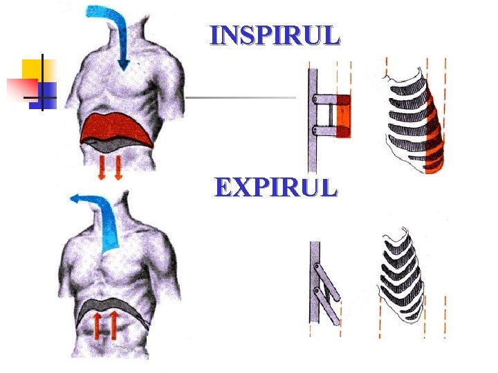 INSPIRUL EXPIRUL INSPIRUL EXPIRUL