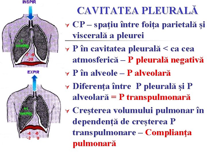 CAVITATEA PLEURALĂ CP – spaţiu între foiţa parietală şi viscerală a pleurei P în CAVITATEA PLEURALĂ CP – spaţiu între foiţa parietală şi viscerală a pleurei P în